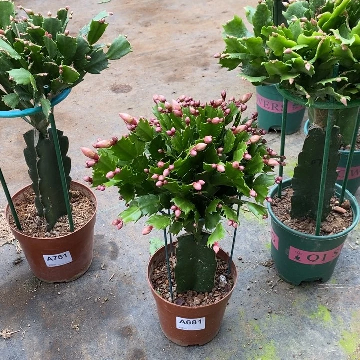 当前无花栽培后可以开花681嫁接黄索