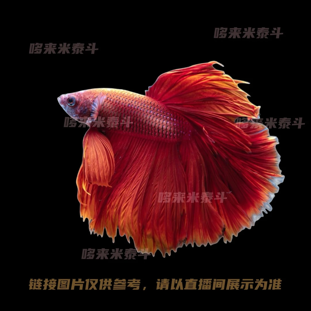 A6（121-144）哆来米泰斗直播选号泰国斗鱼小型热带观赏鱼无需打氧