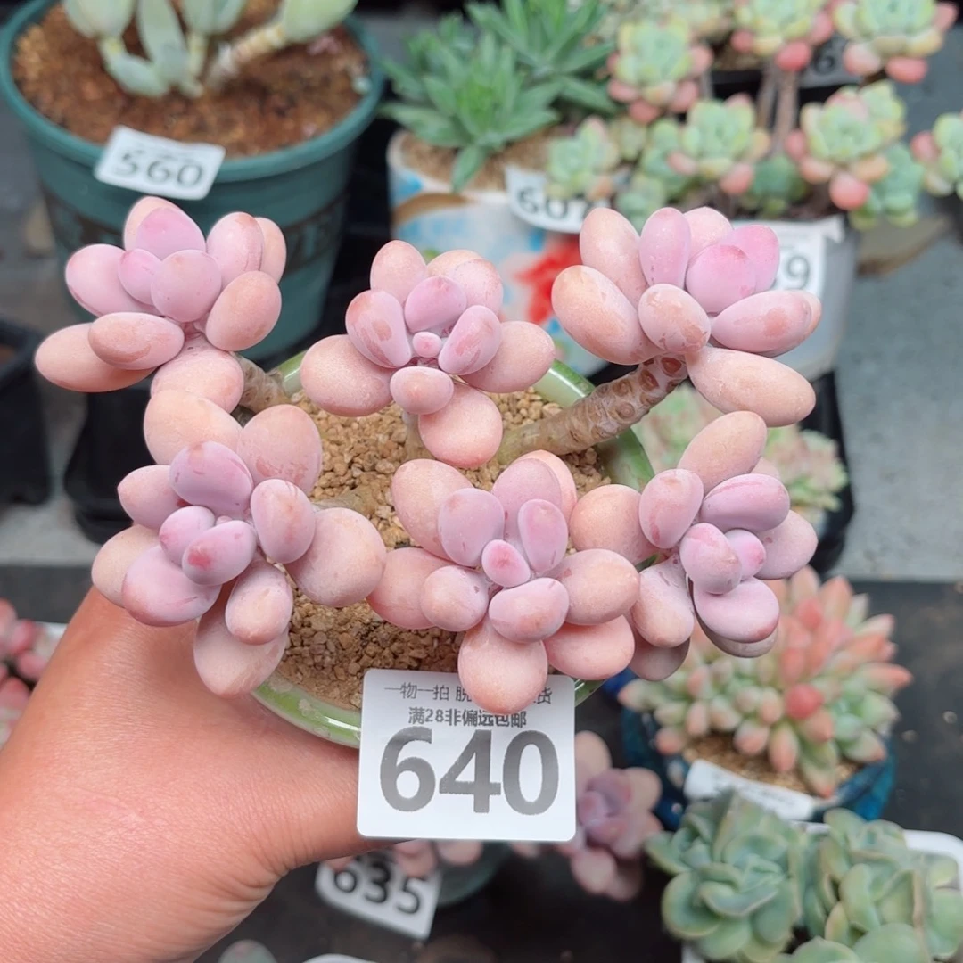 糖果桃蛋6头无盆土发货
