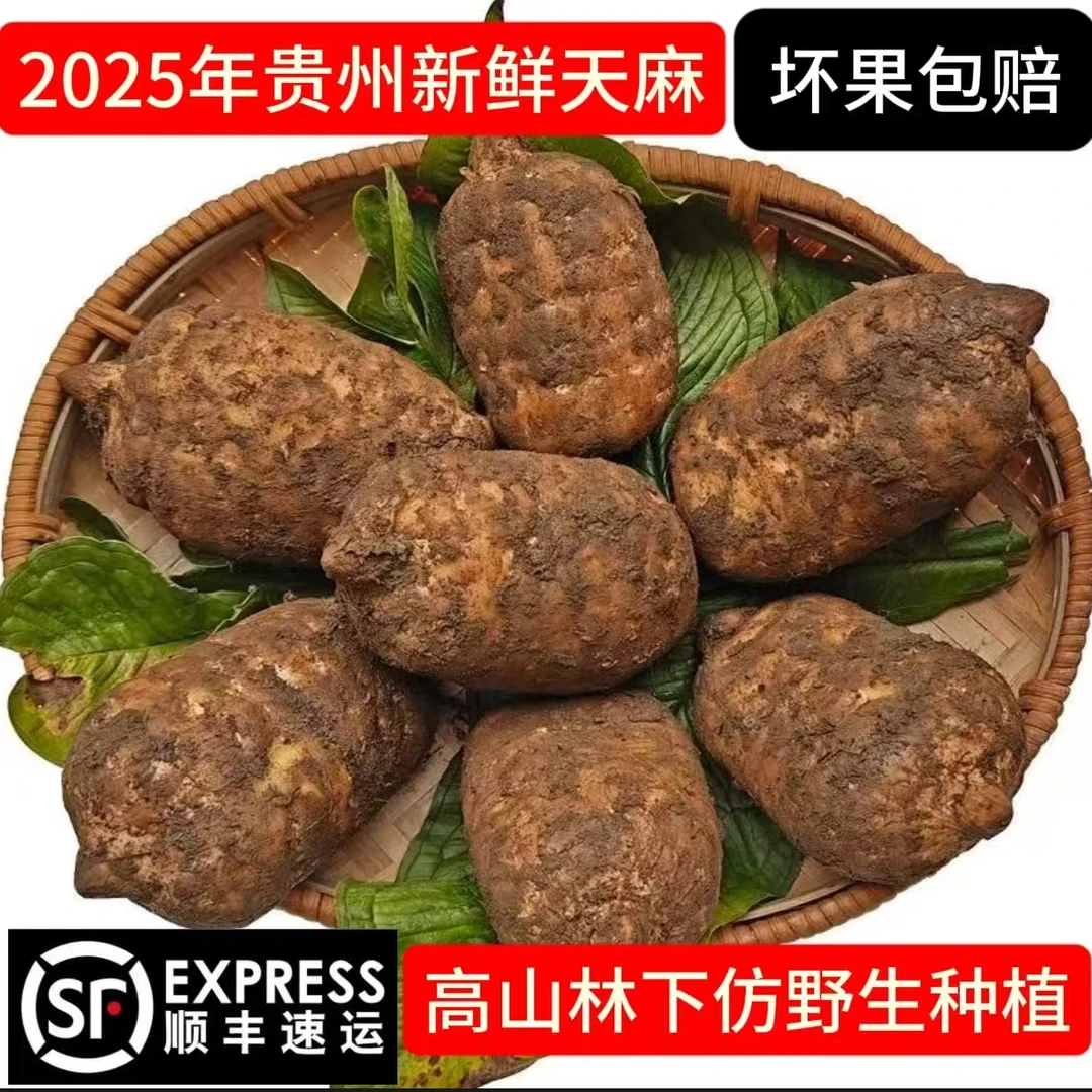 贵州新鲜高山天麻自然生长林下仿野生现挖现发带泥发货