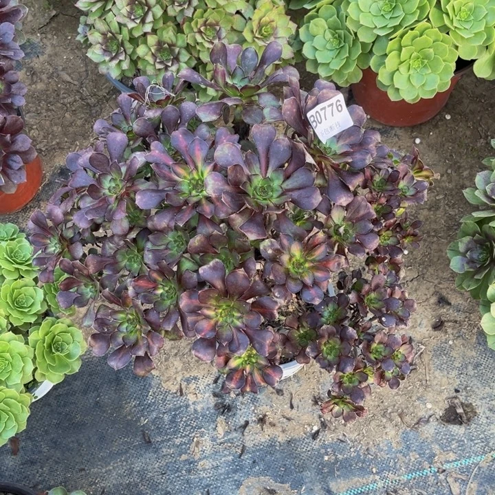 776 多肉法师不包断枝