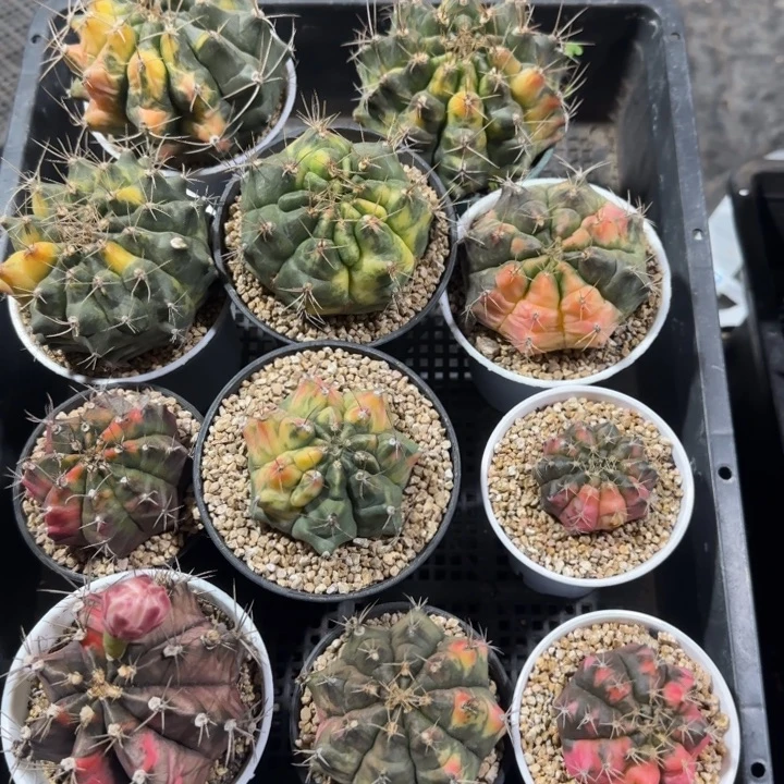 貂***儿880一物一拍带盆土发货