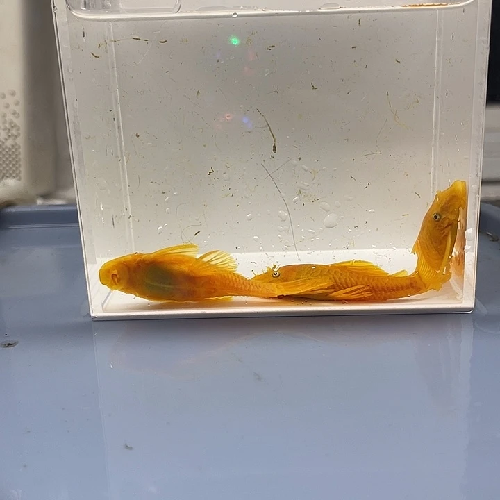 清道夫鱼胡子一公俩母
