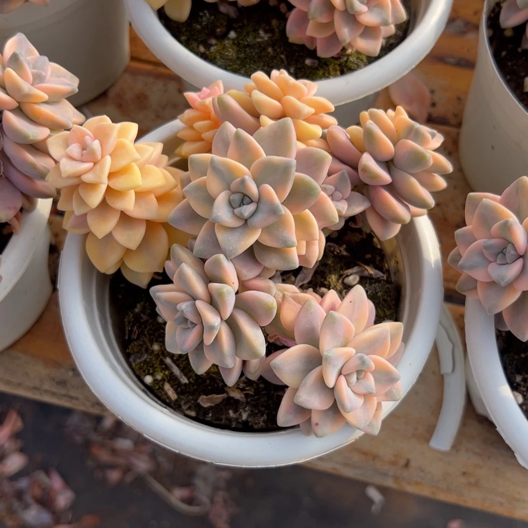 多肉大美杏锦【非偏远地区满18包邮】