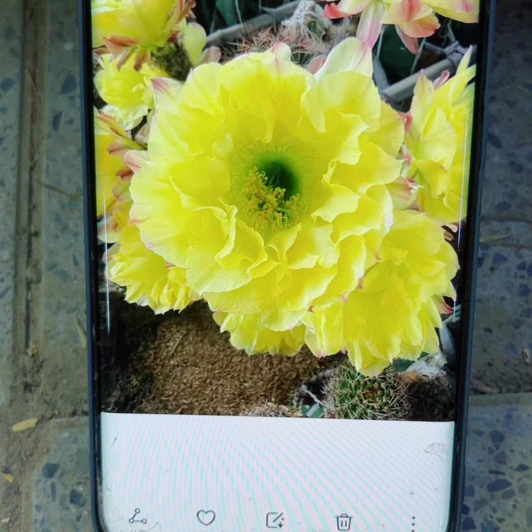 下105彩草绿梦歪无根侧芽4公分左右20包邮