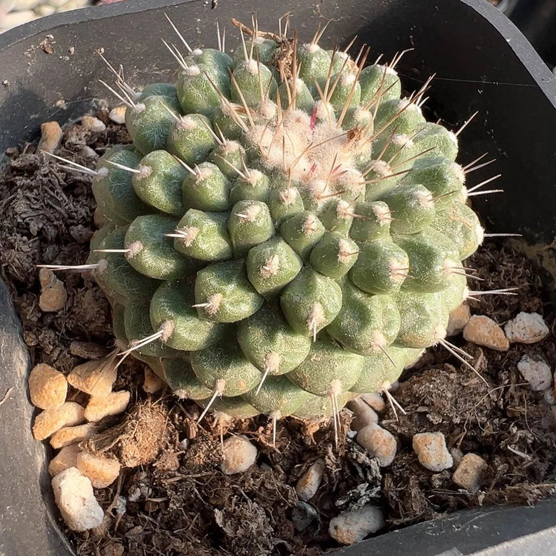 赤花菊水 小方花圃一物一拍