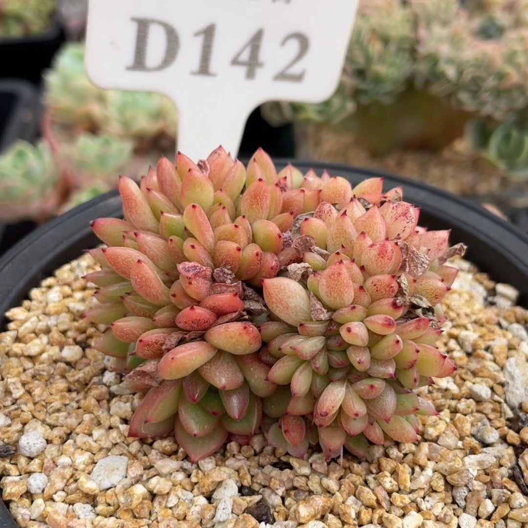 142红国王不带盆7厘米