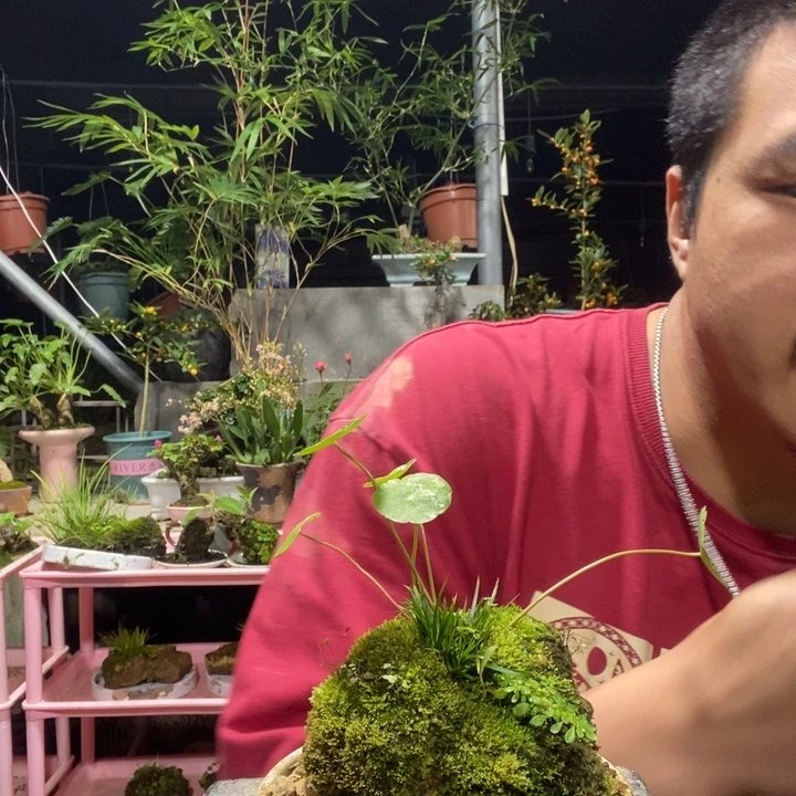 淼***淼以实际为准盆景盆栽绿植42