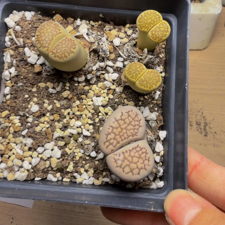 幸****多肉植物的生长发育19