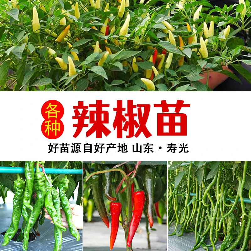 辣椒苗秧种籽朝天椒菜苗四季蔬菜种子小米辣长线椒薄皮螺丝椒秧苗