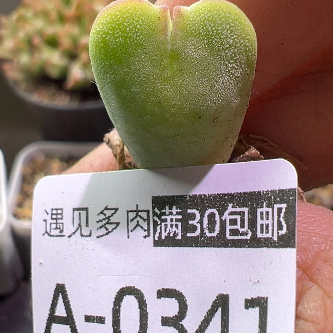 多肉植物11111111111111111