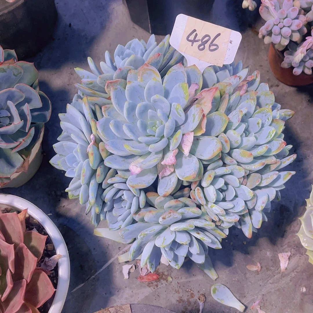 郭***芬000000000000000486