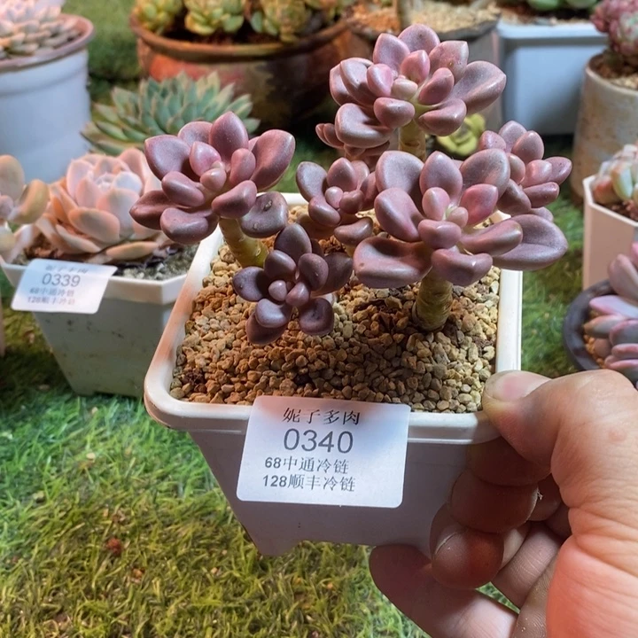 0340啊啊啊啊啊啊啊啊