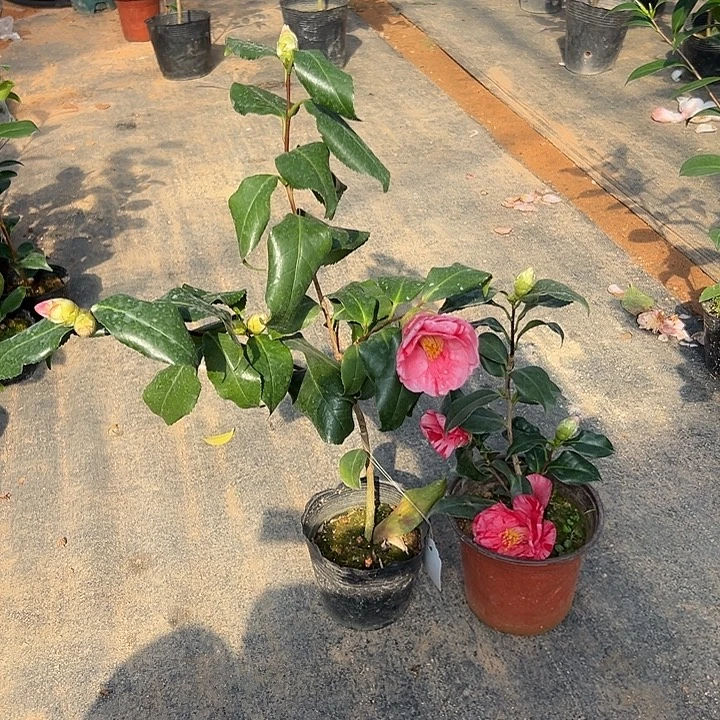 大部分花苞少量开放，佐渡，冰山莓