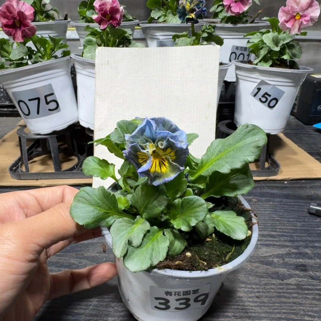 全部花朵339号月光