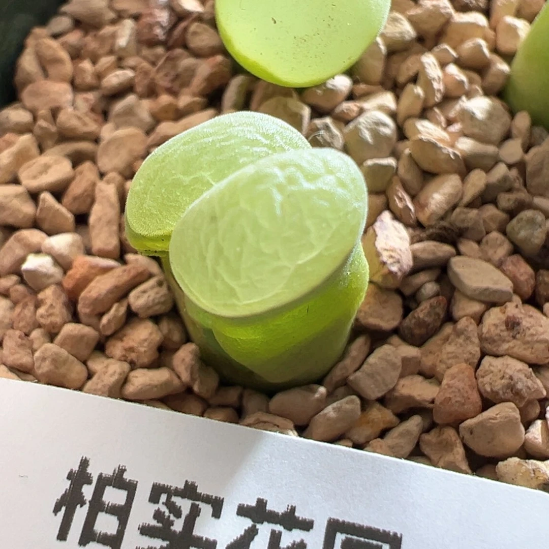 H**a41优选y400内双