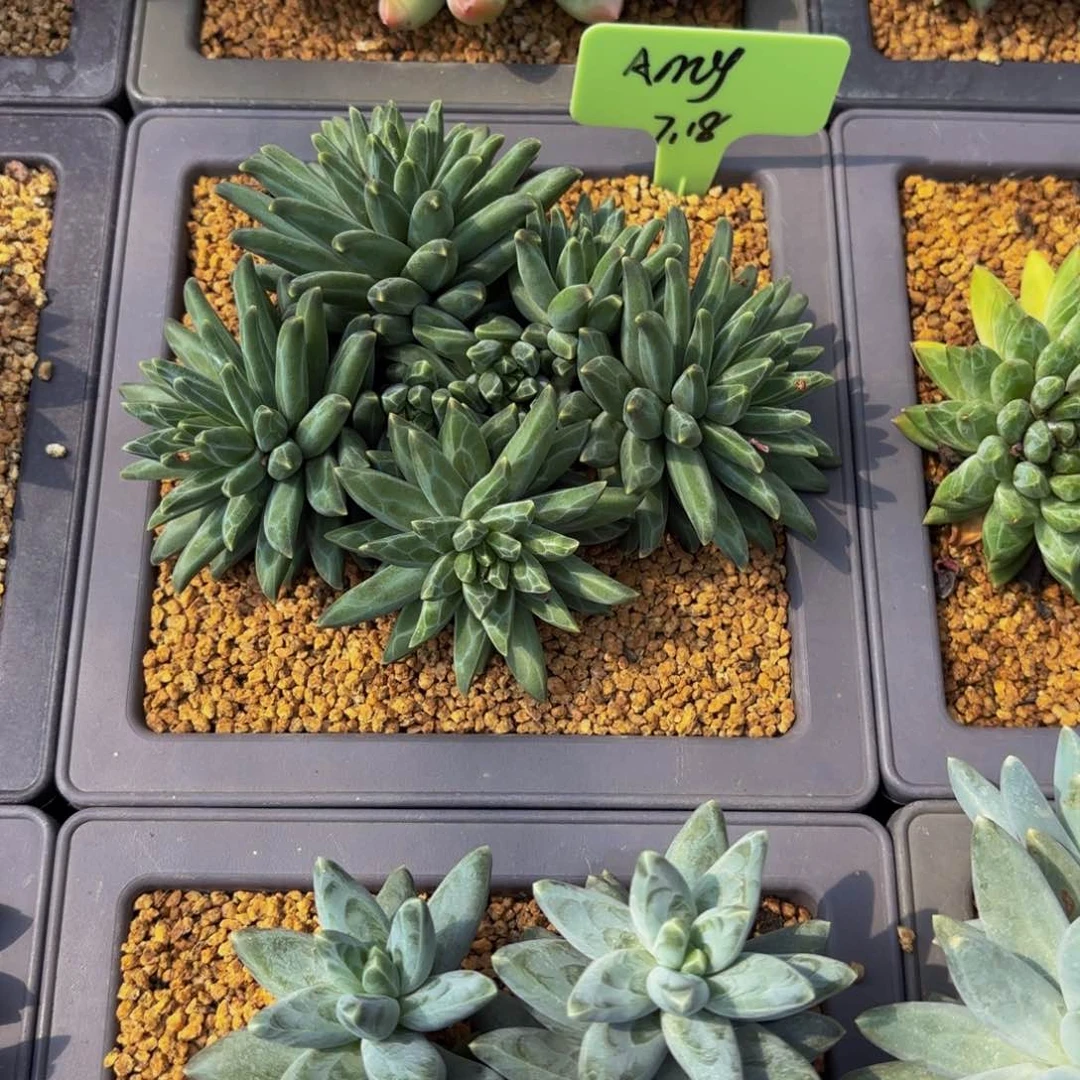 小小弟精品多肉111111