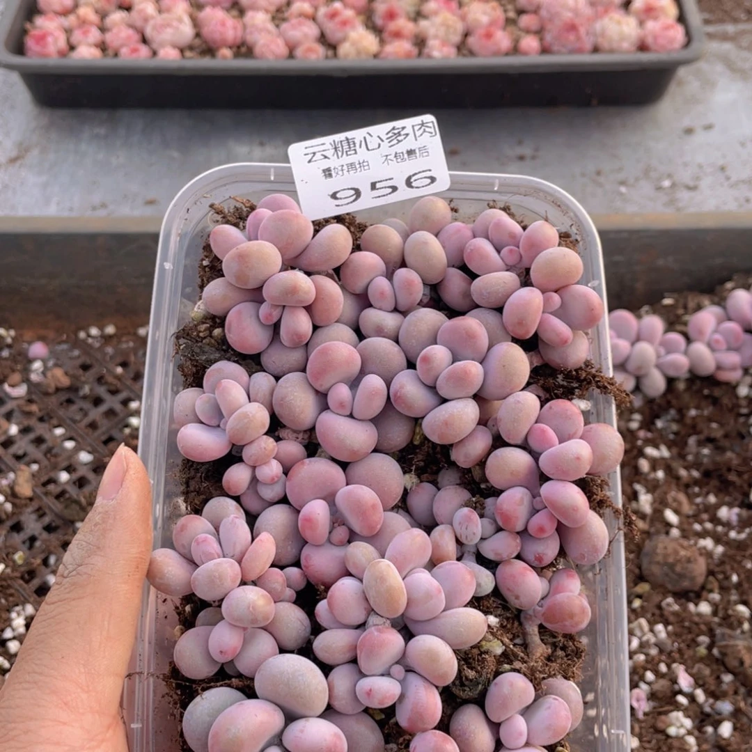 云糖心多肉植物956