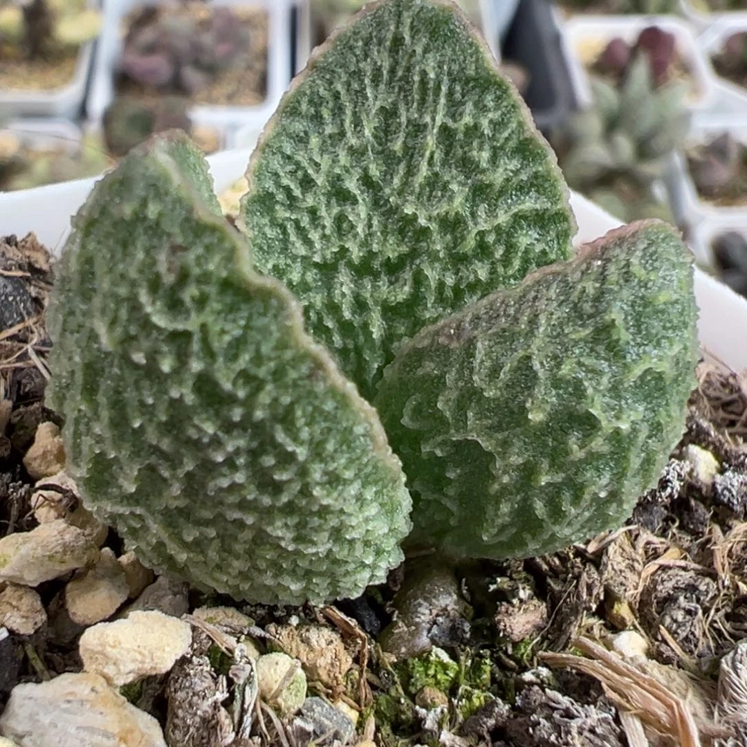 实生新品多肉植物水泡多肉植物