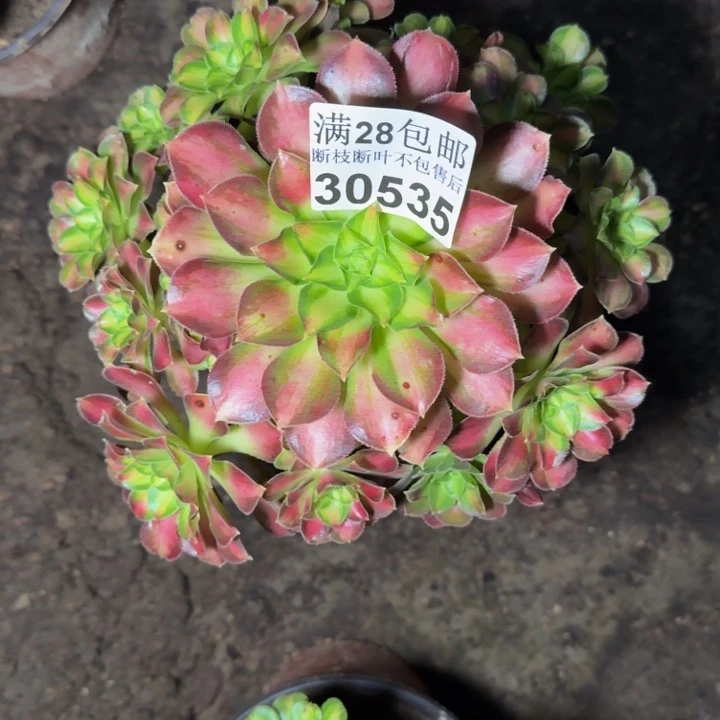 30535韶华不包断枝