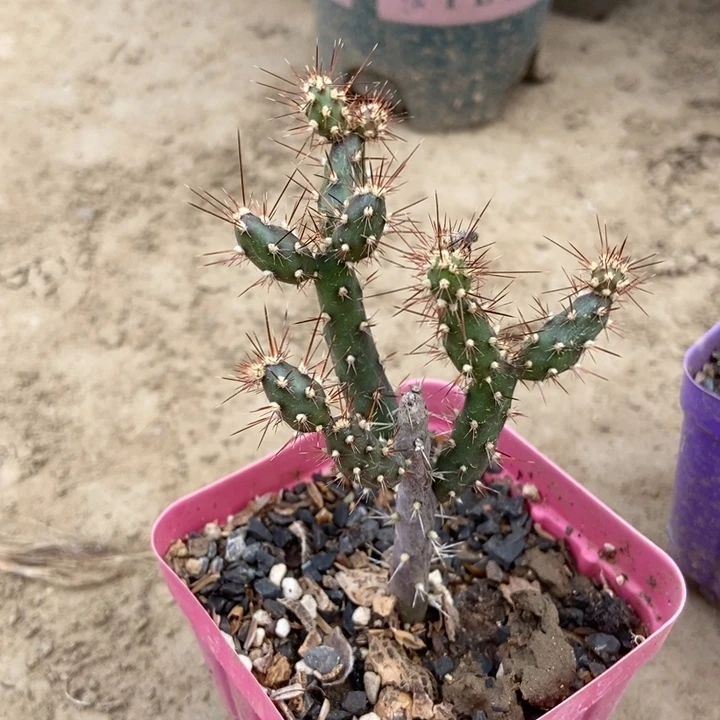 鹿角梅一棵多侧芽芽