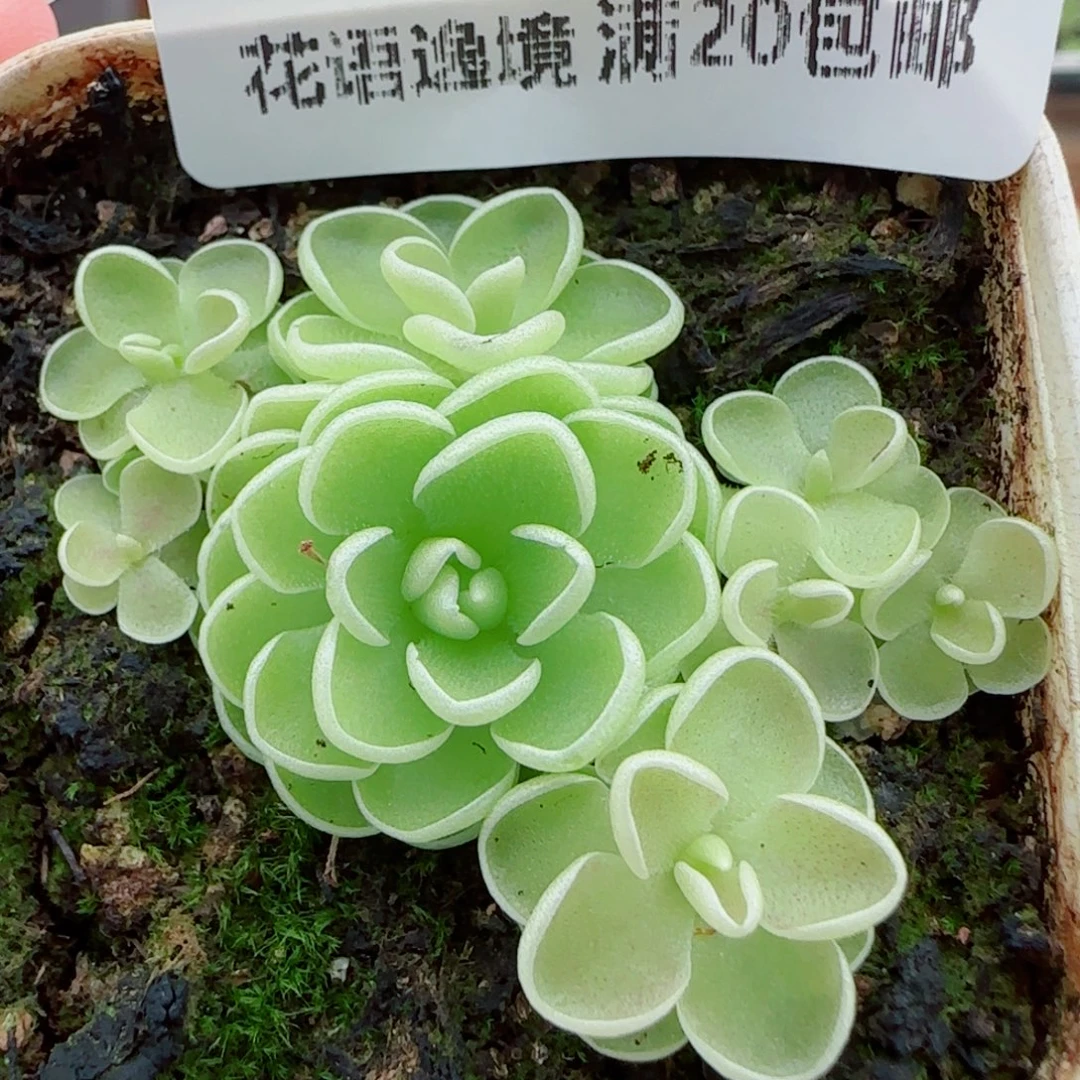花语逸镜0924-133捕虫堇