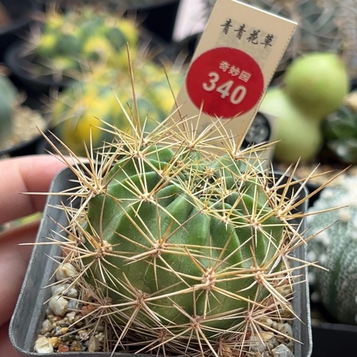 实生狂风丸4.7cm一棵