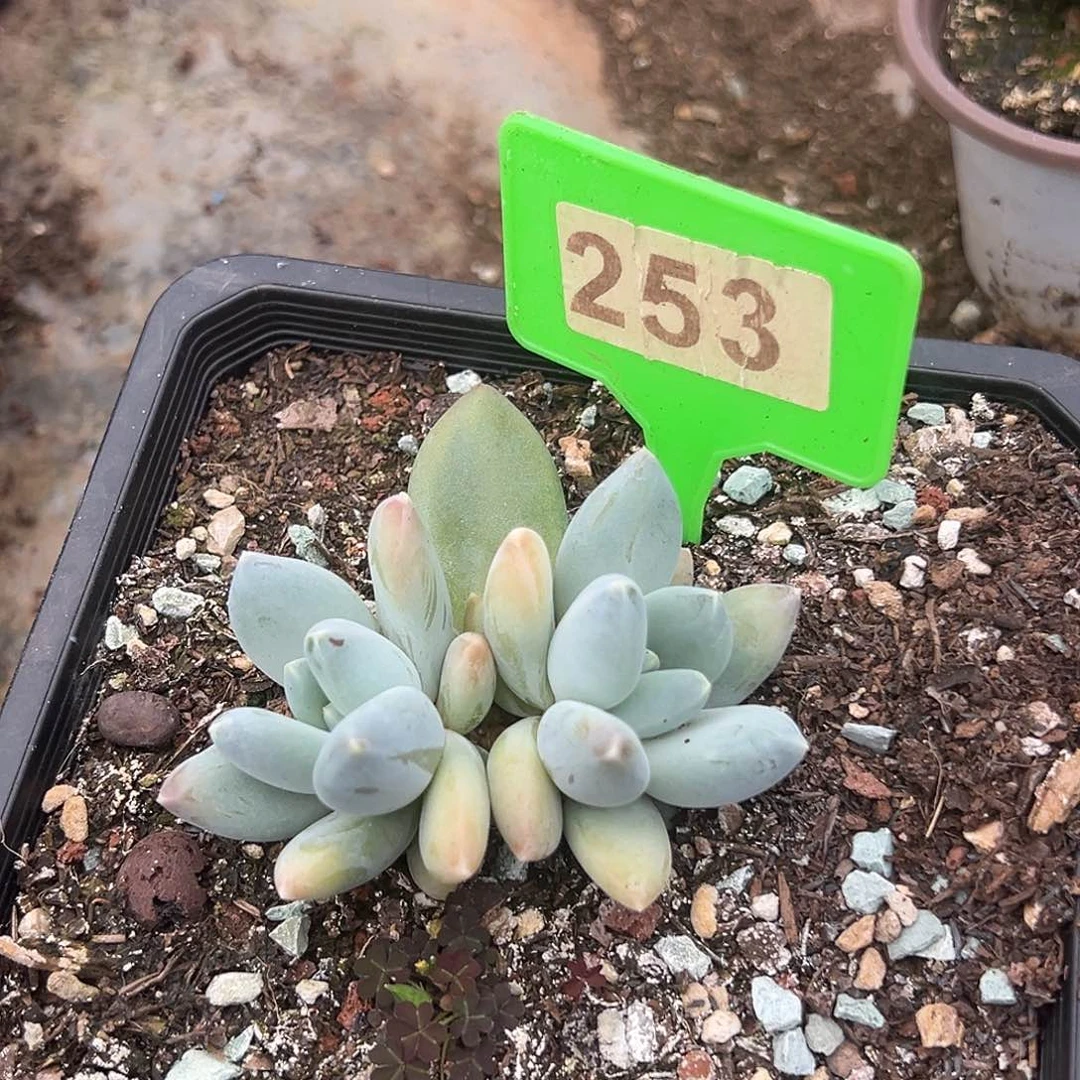 七彩三色多肉植物253