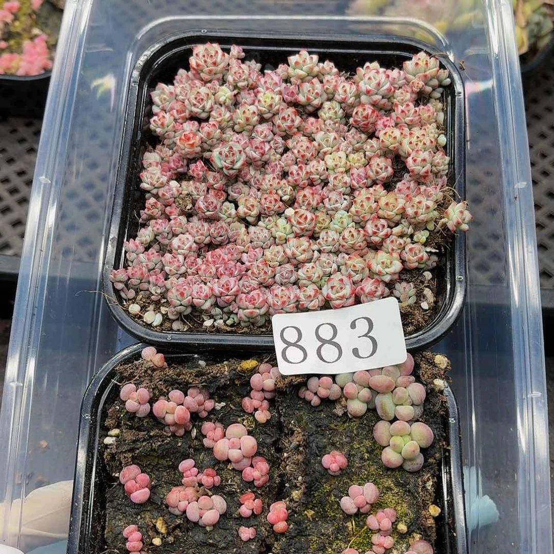 多肉植物多肉植物883