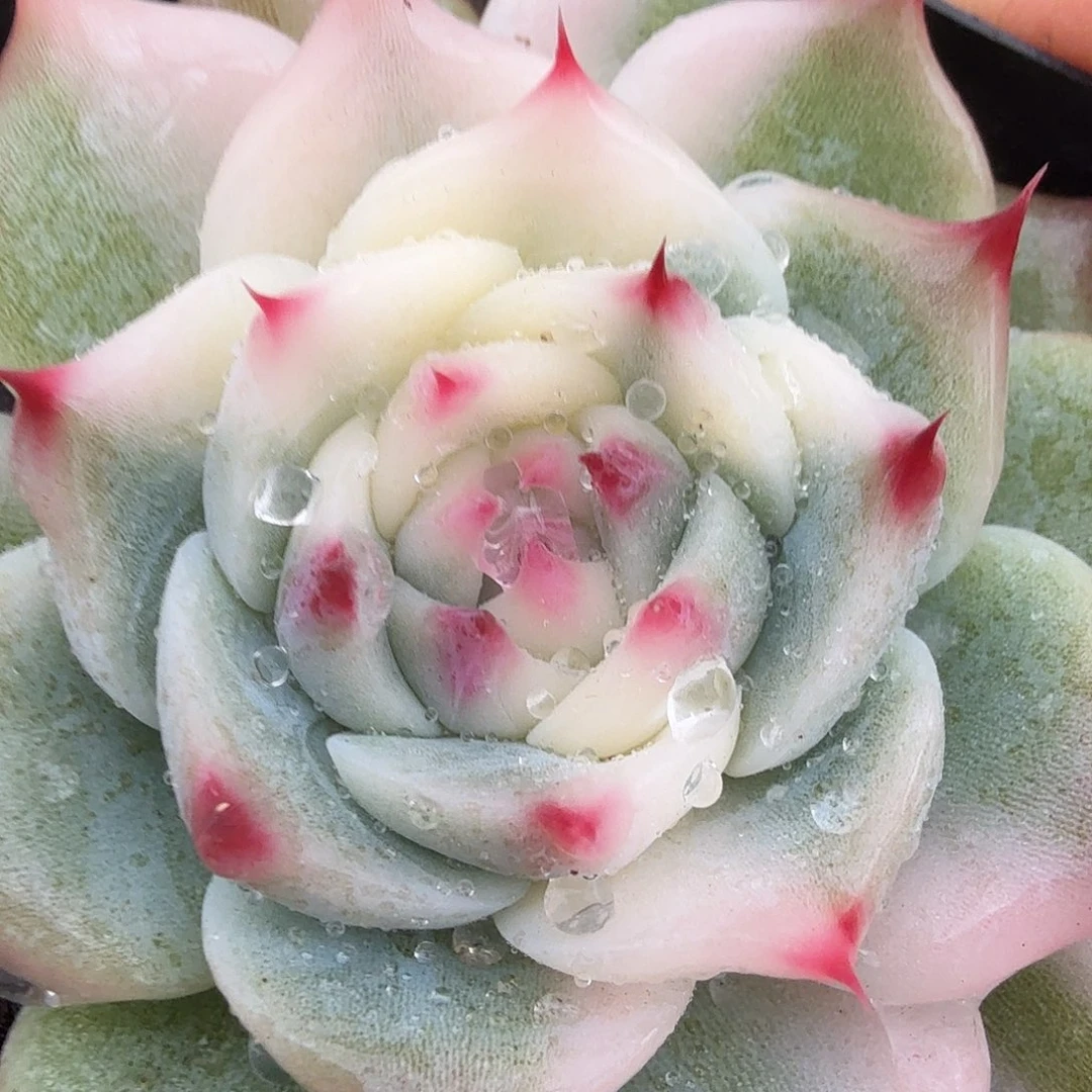 吉娃娃锦，多肉植物