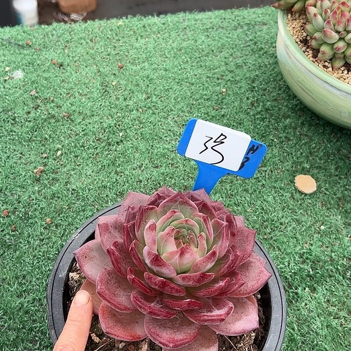 3夜魔一个脱土多肉