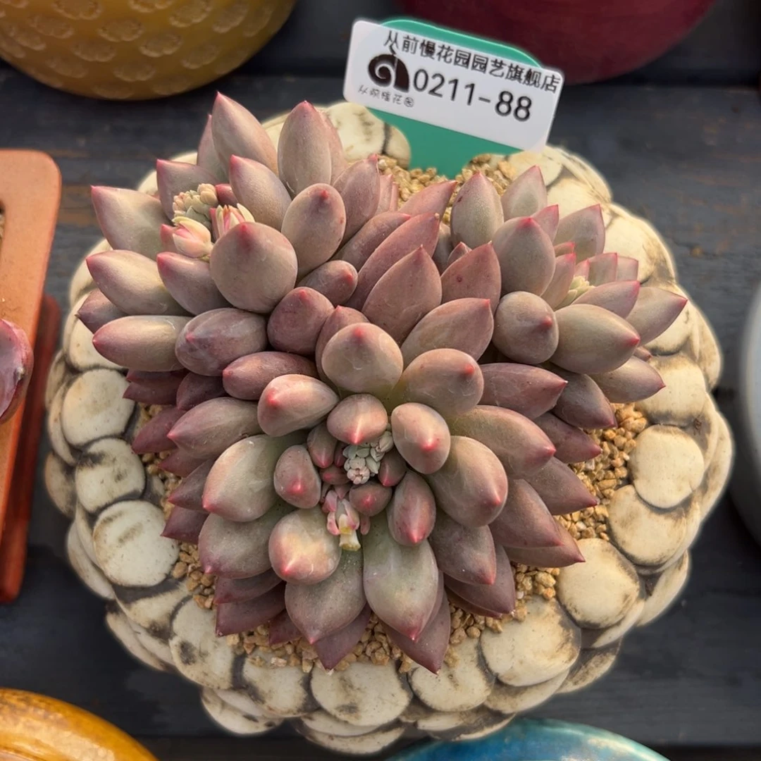 多肉一物一拍0210-88