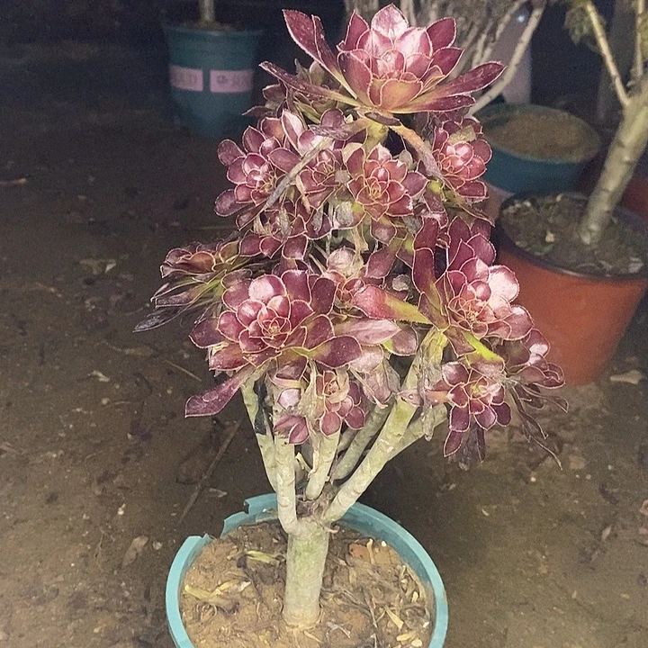 黑法多肉植物055