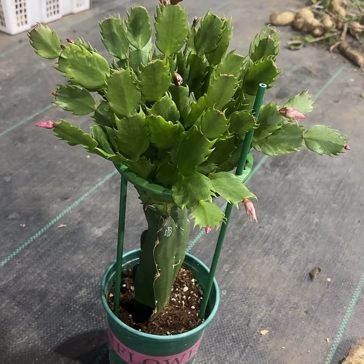 夏***天当前无花栽培后可以开花