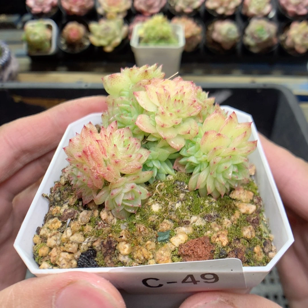 C49y y y y y y y y