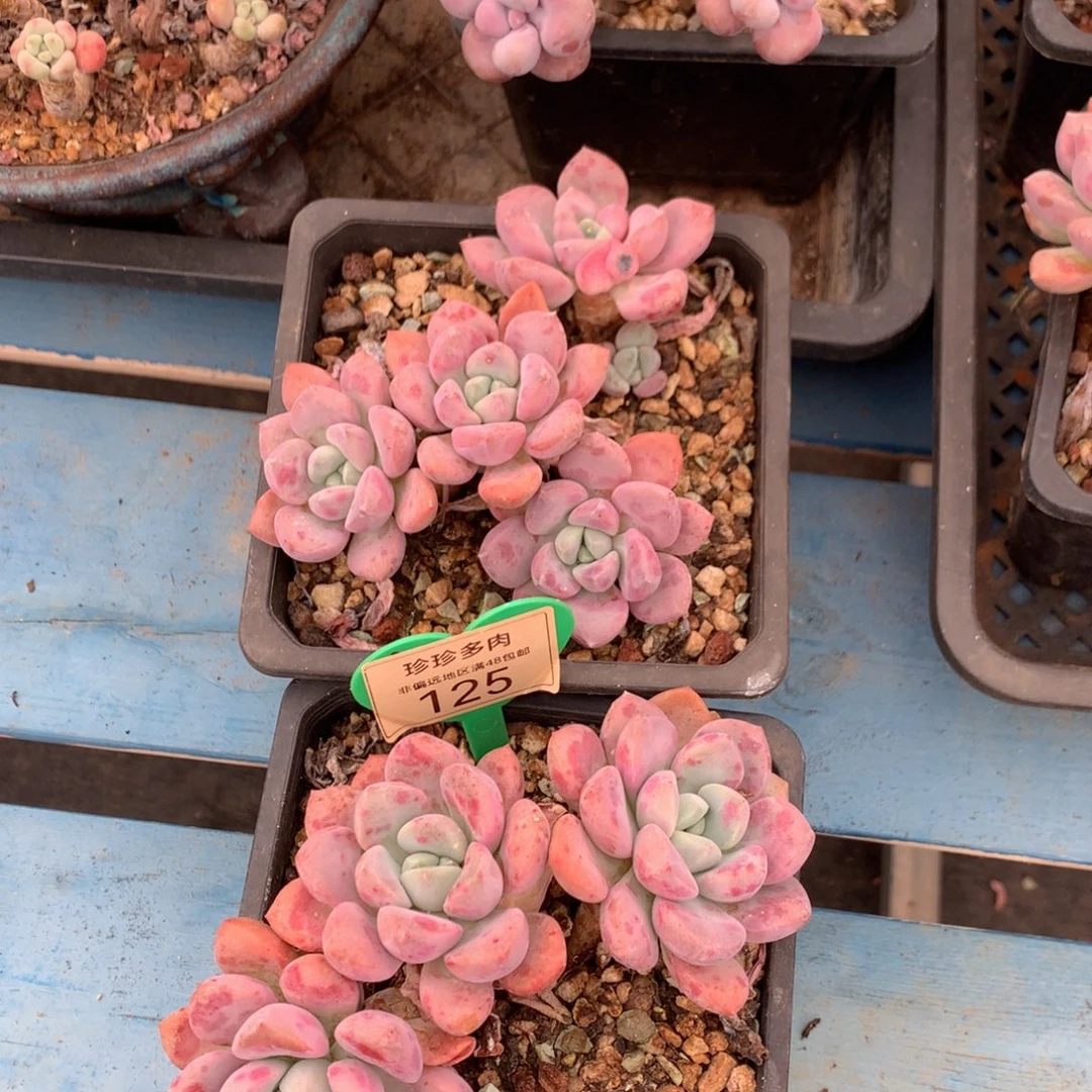 花斑露老桩2颗125