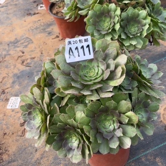 111万圣节不包断枝