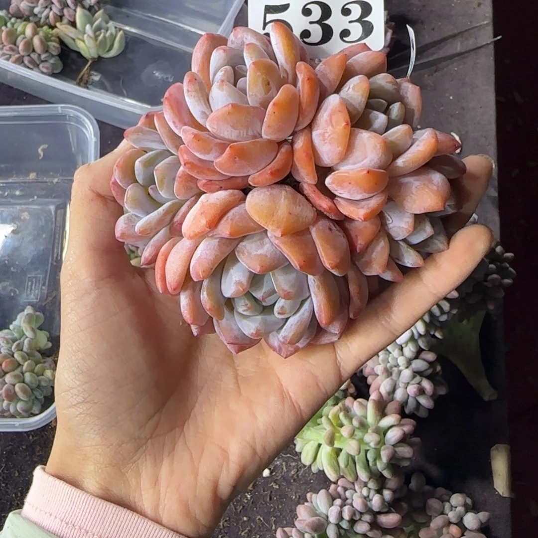 橙子5头有砍一物一拍533
