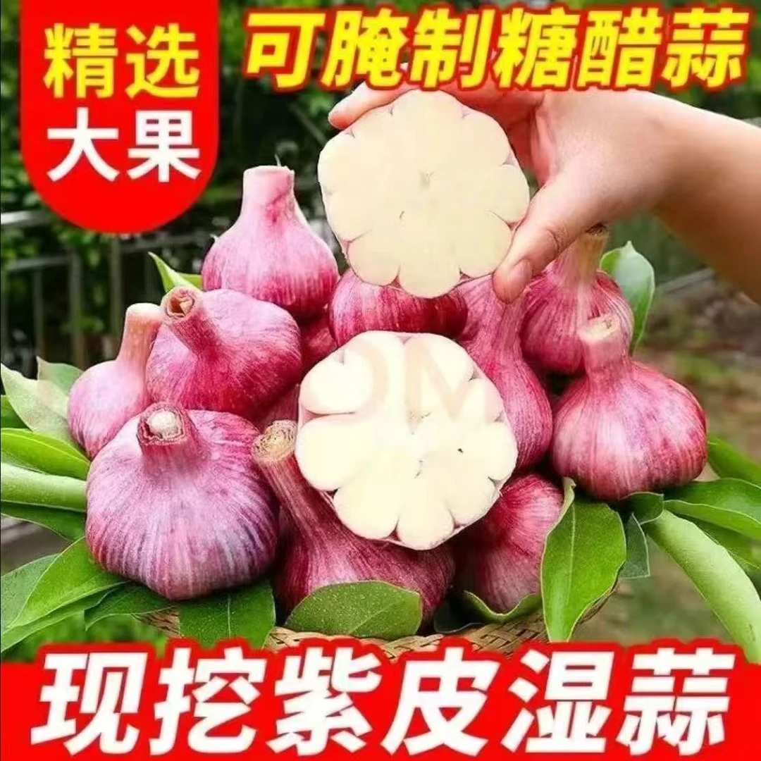 2025年云南应季新鲜紫皮蒜红蒜多瓣蒜产地批发可做糖醋蒜大蒜蔬菜