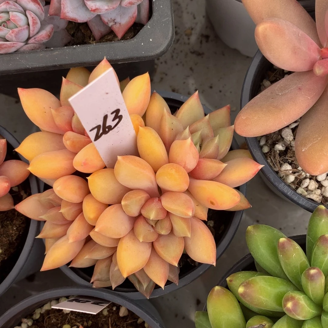 红象牙yywywywuwuw