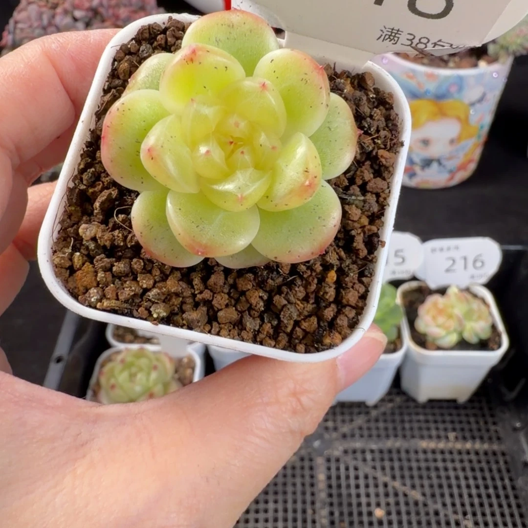 珍妮孤品单头福利218号一颗