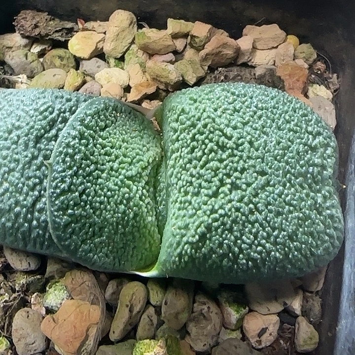 满釉军配叶卧牛亚成株