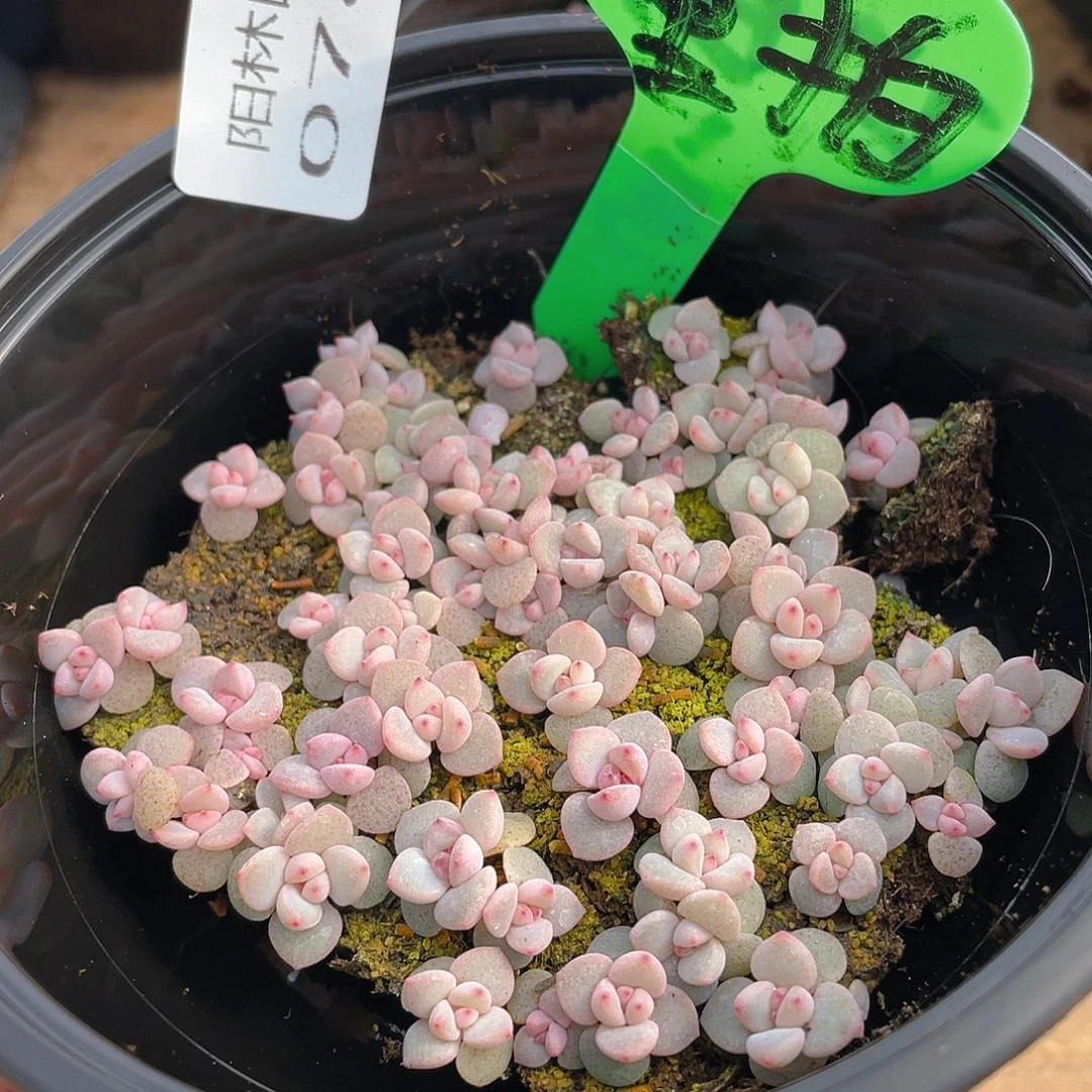 量拍多肉植物多肉植物780