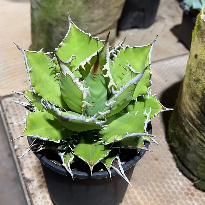 龙舌兰多肉植物多肉
