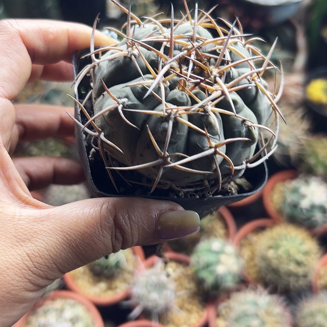 某***书实生仙人球66666666