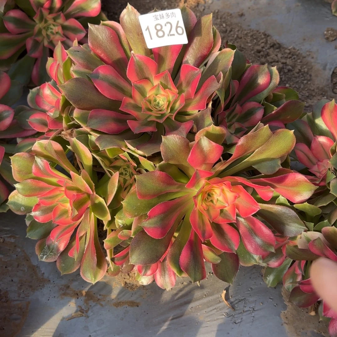 慢***，香妃一物一拍1826一号捧