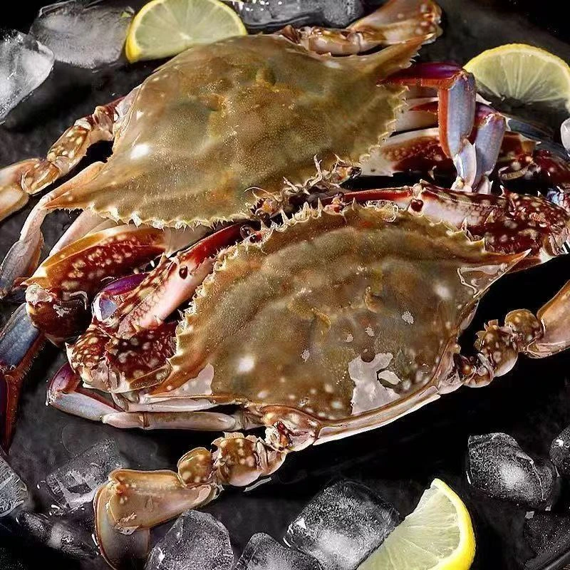 【活蟹活发】梭子蟹鲜活3斤 6-10只 3-5两/只 包鲜不包活 顺丰冷链