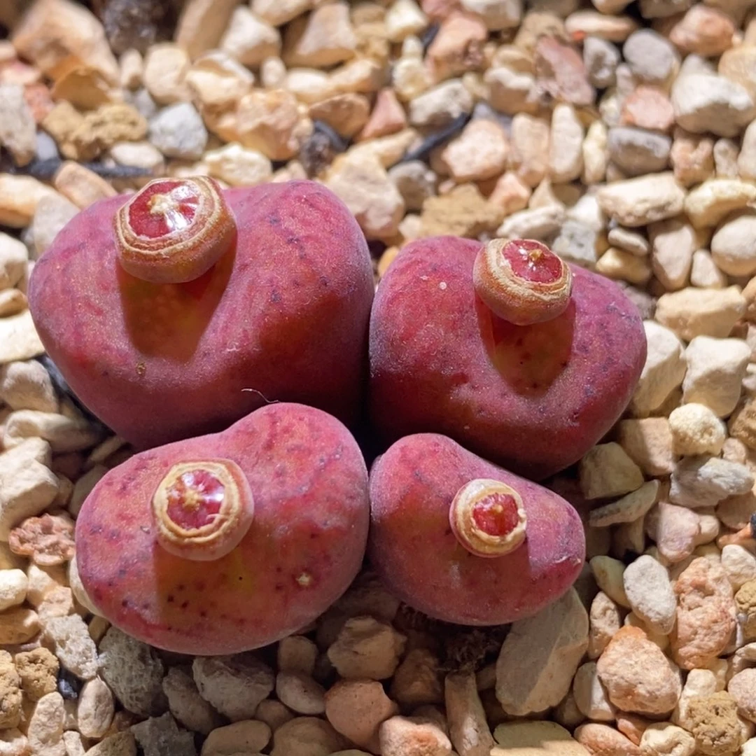 开播福利四头吕杂