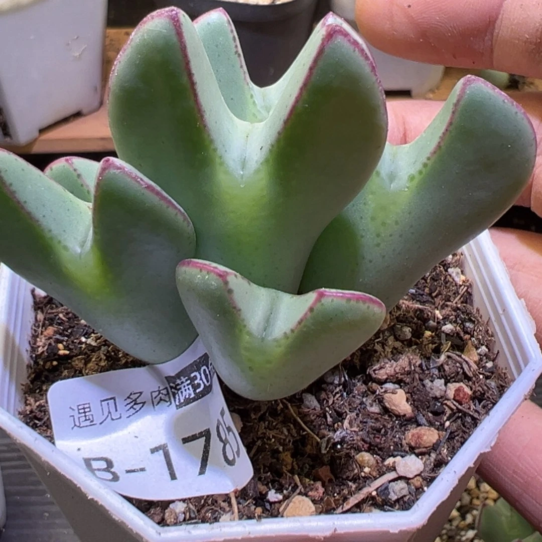 多肉植物111111111111