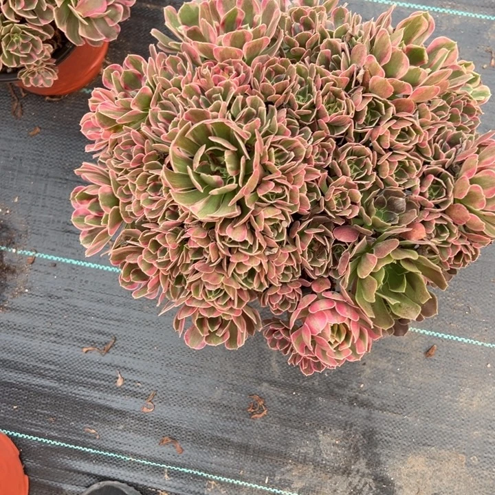 妖月多肉植物花花